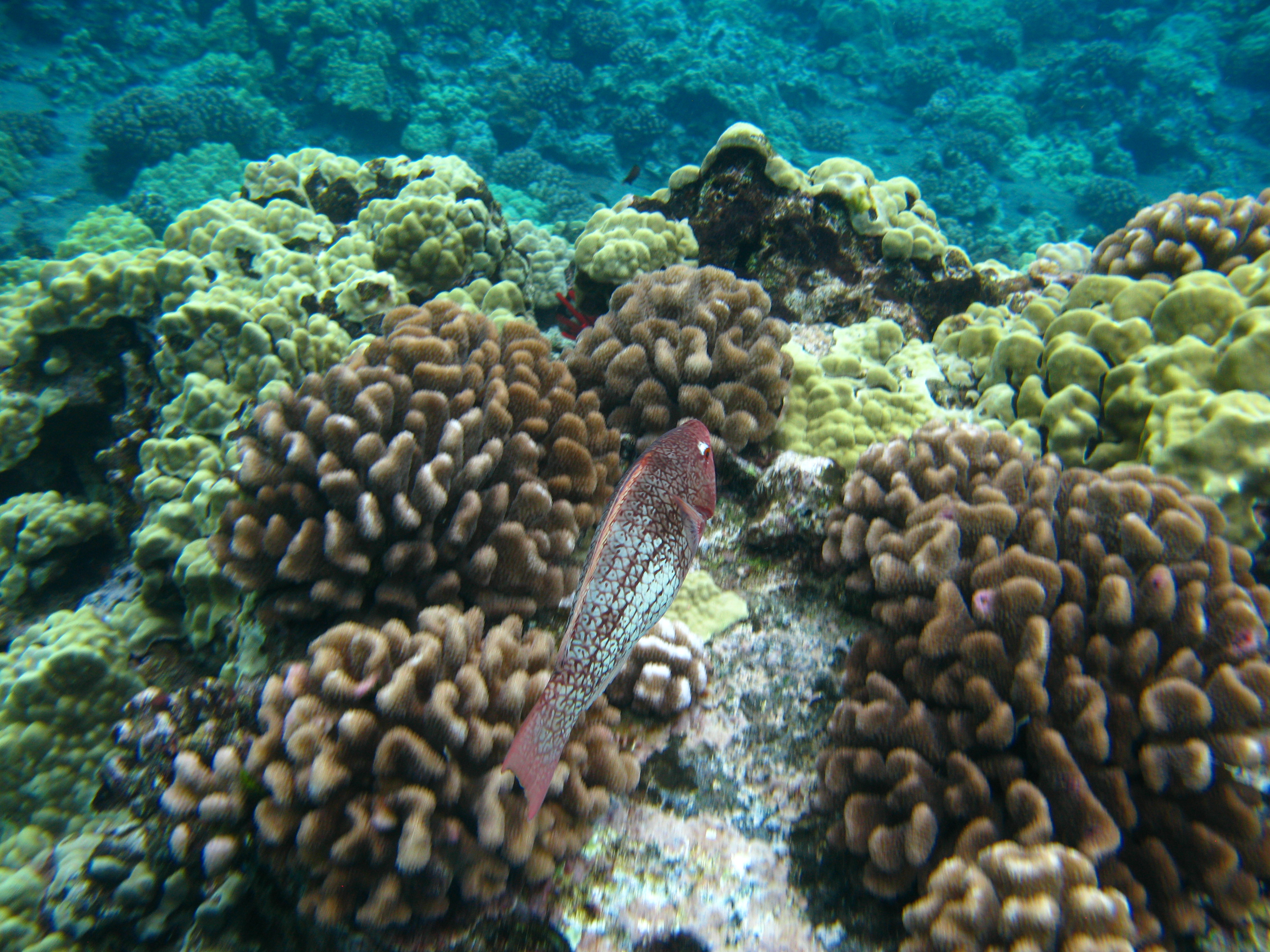 Snorkeling Tips in Maui
